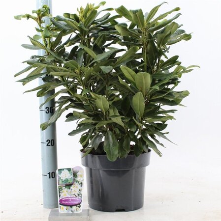 Rhododendron 'Madame Masson' WIT 30-40 cm cont. 5,0L - afbeelding 3