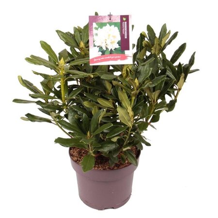 Rhododendron 'Madame Masson' WIT 30-40 cm cont. 5,0L - image 6