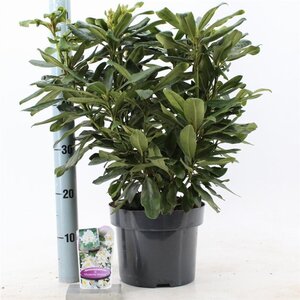 Rhododendron 'Madame Masson' WIT 30-40 cm cont. 5,0L - image 3
