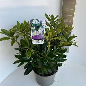 Rhododendron 'Madame Masson' WIT 30-40 cm cont. 5,0L - image 4