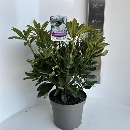 Rhododendron 'Madame Masson' WIT 40-50 cm cont. 5,0L - afbeelding 2