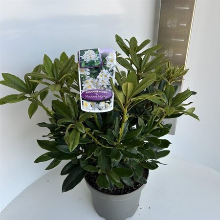 Rhododendron 'Madame Masson' WIT 40-50 cm cont. 5,0L - afbeelding 3