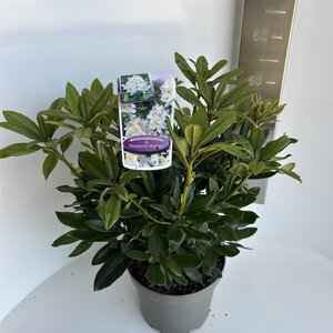 Rhododendron 'Madame Masson' WIT 40-50 cm cont. 5,0L - afbeelding 3