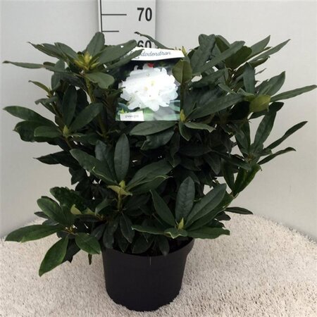 Rhododendron 'Madame Masson' WIT 50-60 cm cont. 10L - afbeelding 2