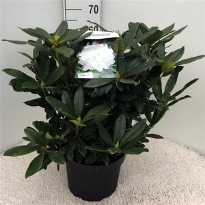 Rhododendron 'Madame Masson' WIT 50-60 cm cont. 10L - afbeelding 2