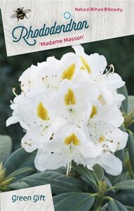 Rhododendron 'Madame Masson' WIT 50-60 cm cont. 10L - afbeelding 4