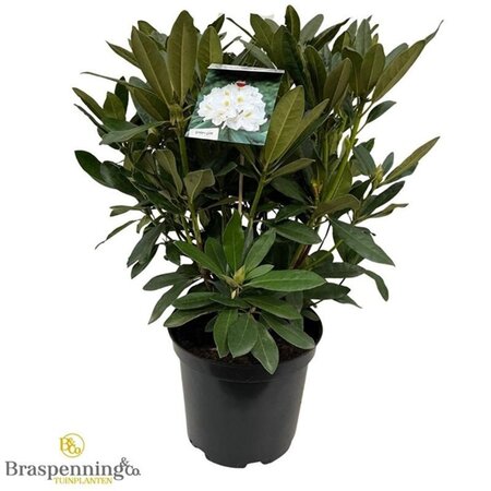 Rhododendron 'Madame Masson' WIT 50-60 cm cont. 10L - afbeelding 5