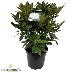 Rhododendron 'Madame Masson' WIT 50-60 cm cont. 10L - afbeelding 5
