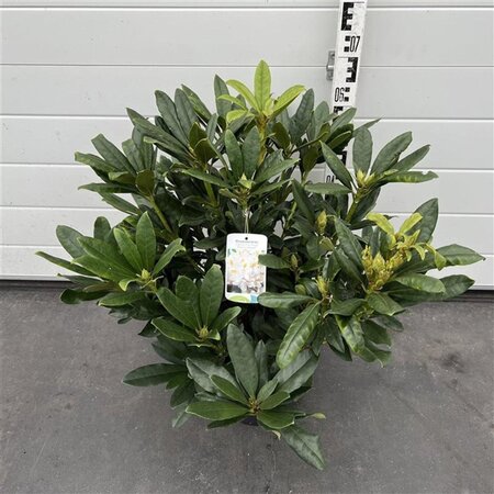 Rhododendron 'Madame Masson' WIT 50-60 cm cont. 7,5L - afbeelding 3