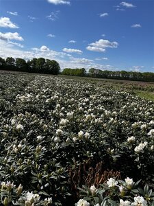 Rhododendron 'Madame Masson' WIT 60-80 cm cont. 20L - afbeelding 2