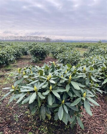 Rhododendron 'Madame Masson' WIT 60-80 cm cont. 20L - afbeelding 3