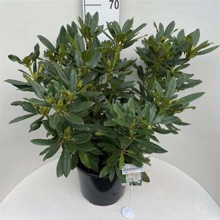 Rhododendron 'Madame Masson' WIT 70-80 cm cont. 20L