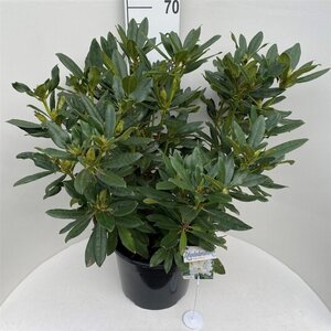 Rhododendron 'Madame Masson' WIT 70-80 cm cont. 20L