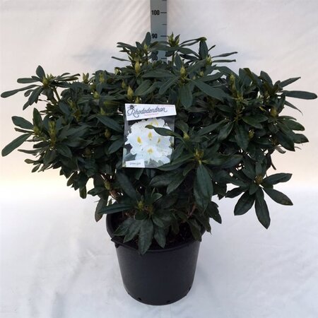 Rhododendron 'Madame Masson' WIT 70-80 cm cont. 30L - image 2