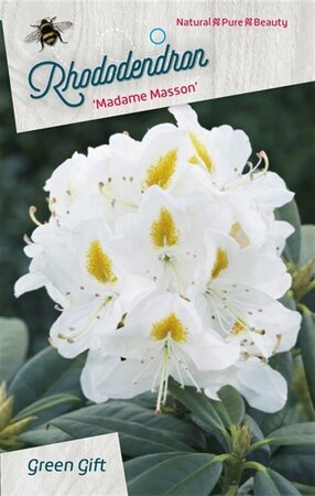 Rhododendron 'Madame Masson' WIT 70-80 cm cont. 40L - afbeelding 1