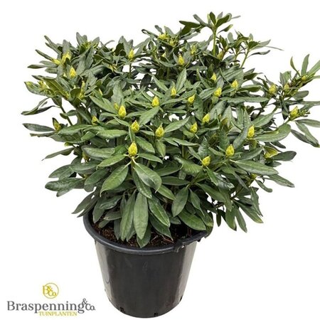 Rhododendron 'Madame Masson' WIT 70-80 cm cont. 40L - afbeelding 2