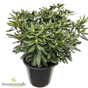 Rhododendron 'Madame Masson' WIT 70-80 cm cont. 40L