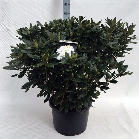 Rhododendron 'Madame Masson' WIT 80-100 cm cont. 40L - afbeelding 4