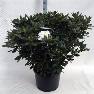 Rhododendron 'Madame Masson' WIT 80-100 cm cont. 40L - afbeelding 4