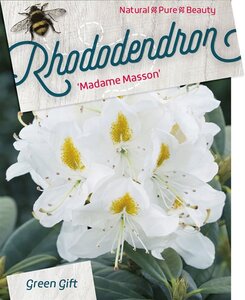 Rhododendron 'Madame Masson' WIT 80-100 cm cont. 40L - image 3