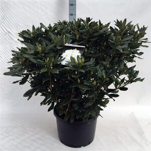 Rhododendron 'Madame Masson' WIT 80-100 cm cont. 40L