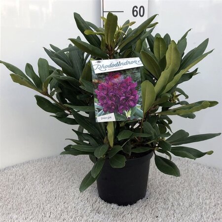 Rhododendron 'Marcel Menard' PAARS 30-40 cm cont. 5,0L - afbeelding 2