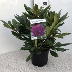 Rhododendron 'Marcel Menard' PAARS 30-40 cm cont. 5,0L - afbeelding 2