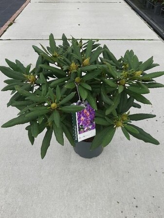 Rhododendron 'Marcel Menard' PAARS 30-40 cm cont. 5,0L - afbeelding 3