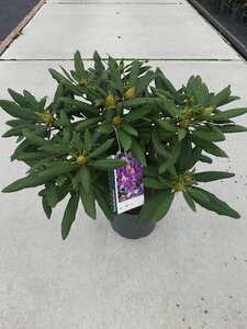 Rhododendron 'Marcel Menard' PAARS 30-40 cm cont. 5,0L - afbeelding 3