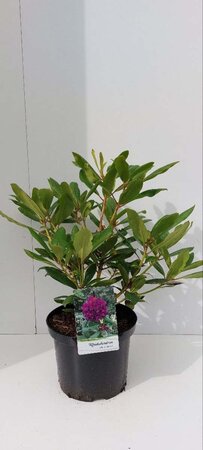 Rhododendron 'Marcel Menard' PAARS 30-40 cm cont. 5,0L - afbeelding 2