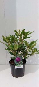 Rhododendron 'Marcel Menard' PAARS 30-40 cm cont. 5,0L - afbeelding 2