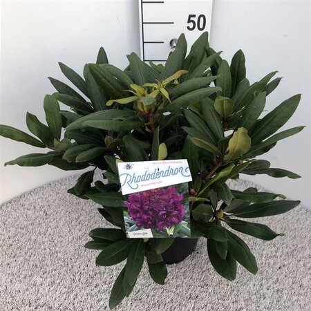 Rhododendron 'Marcel Menard' PAARS 30-40 cm cont. 5,0L - afbeelding 4