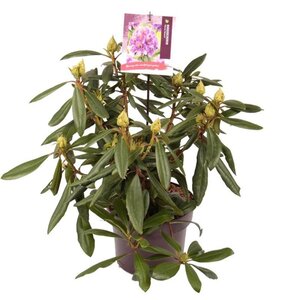 Rhododendron 'Marcel Menard' PAARS 30-40 cm cont. 5,0L - afbeelding 3