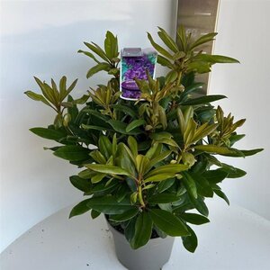 Rhododendron 'Marcel Menard' PAARS 30-40 cm cont. 5,0L - afbeelding 3