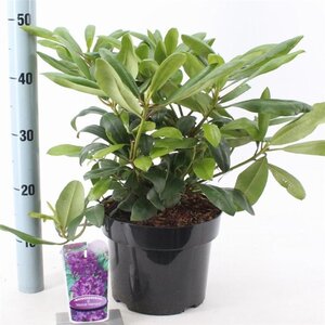 Rhododendron 'Marcel Menard' PAARS 30-40 cm cont. 5,0L - image 2