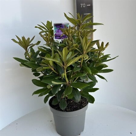 Rhododendron 'Marcel Menard' PAARS 40-50 cm cont. 5,0L - afbeelding 3