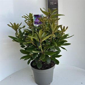 Rhododendron 'Marcel Menard' PAARS 40-50 cm cont. 5,0L - afbeelding 3