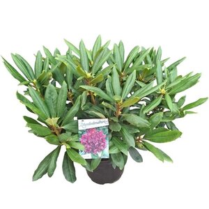 Rhododendron 'Marcel Menard' PAARS 50-60 cm cont. 10L - afbeelding 5