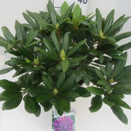 Rhododendron 'Marcel Menard' PAARS 50-60 cm cont. 10L - afbeelding 2