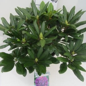 Rhododendron 'Marcel Menard' PAARS 50-60 cm cont. 10L - afbeelding 2