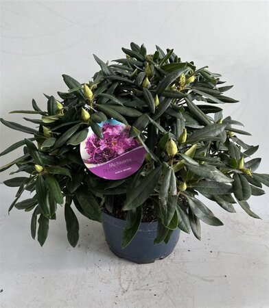 Rhododendron 'Marcel Menard' PAARS 50-60 cm cont. 15L - afbeelding 2