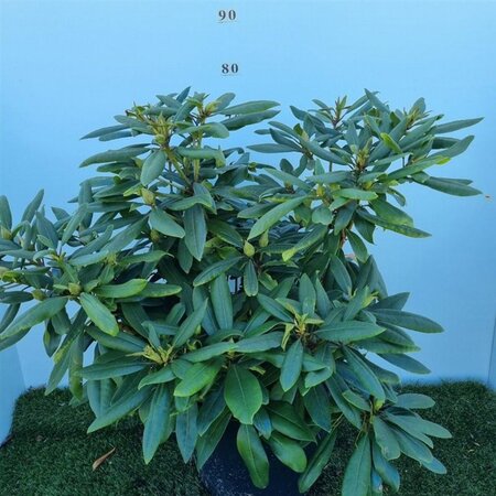 Rhododendron 'Marcel Menard' PAARS 60-80 cm cont. 20L - afbeelding 4