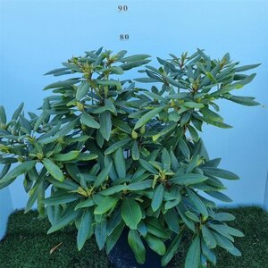 Rhododendron 'Marcel Menard' PAARS 60-80 cm cont. 20L - afbeelding 4