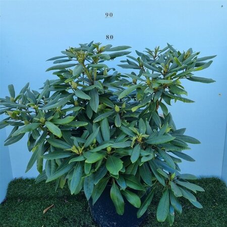 Rhododendron 'Marcel Menard' PAARS 60-80 cm cont. 20L - afbeelding 5