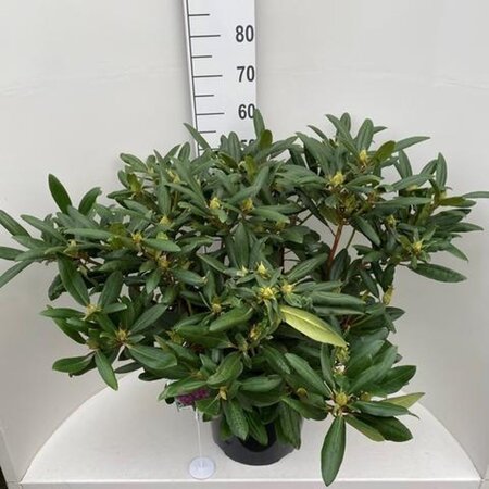 Rhododendron 'Marcel Menard' PAARS 60-80 cm cont. 20L - afbeelding 3