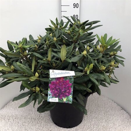 Rhododendron 'Marcel Menard' PAARS 70-80 cm cont. 30L - image 2