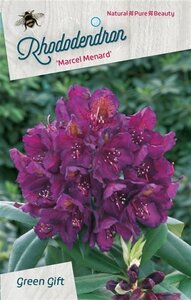 Rhododendron 'Marcel Menard' PAARS 80-100 cm cont. 80L