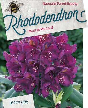 Rhododendron 'Marcel Menard' PAARS 80-100 cm cont. 80L - image 1