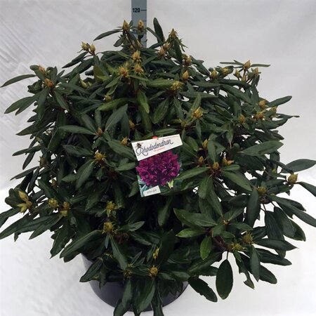 Rhododendron 'Marcel Menard' PAARS 80-100 cm cont. 80L - image 2