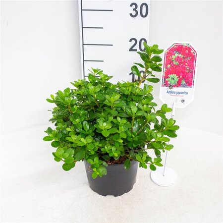 Rhododendron (AJ) 'Moederkensdag' ROOD 30-40 cm cont. 3,0L - afbeelding 2